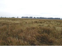 Polehnutí ozimé pšenice u Hradce Králové (zobrazeno 42x)