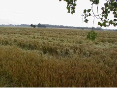 Polehnutí pšenice u Hradce Králové (zobrazeno 31x)