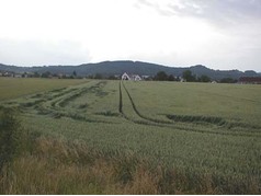 Polehnutí pšenice u Jičína (zobrazeno 90x)