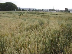 Polehlá pšenice, u Jičína (zobrazeno 44x)