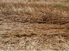 Částečně sklizený porost oz. pšenice u Chocně (4) (zobrazeno 33x)