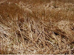 Částečně sklizený porost oz. pšenice u Chocně (3) (zobrazeno 32x)