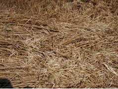 Částečně sklizený porost oz. pšenice u Chocně (2) (zobrazeno 40x)