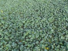 Na podzim letíme s drony na řepku pro jarní variabilní hnojení (zobrazeno 96x)