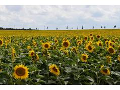 Slunečnice roční (Helianthus annuus L.) (zobrazeno 102x)