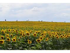 Slunečnice roční (Helianthus annuus L.) (zobrazeno 97x)