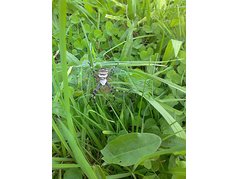 Exoticky vyhlížející druh pavouka, který se v posledních letech objevuje v ČR. (zobrazeno 100x)