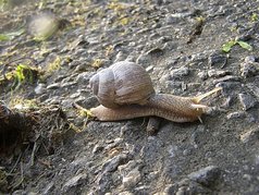 Hlemýžď zahradní (Helix pomatia L.) (1) (zobrazeno 71x)