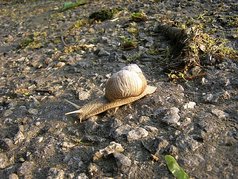 Hlemýžď zahradní (Helix pomatia L.) (2) (zobrazeno 59x)