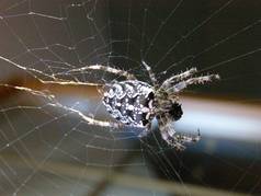 Pavouk a jeho kořist (4) (zobrazeno 41x)