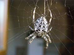 Pavouk a jeho kořist (3) (zobrazeno 46x)