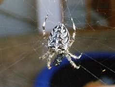 Pavouk a jeho kořist (2) (zobrazeno 53x)