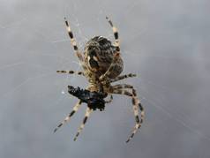 Pavouk a jeho kořist (1) (zobrazeno 43x)