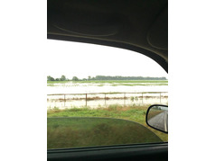 Pozemek s čirokem zaplavený přívalovými dešti - Texas (zobrazeno 48x)