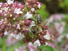 včela medonosná (Apis mellifera L., 1758) (zobrazeno 13x)