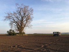 Objíždění solitérního stromu na souvrati pozemku (zobrazeno 33x)
