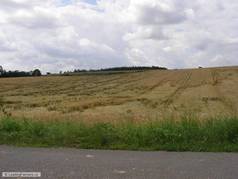Pšenice ozimá polehlá na svahu a v údolí (zobrazeno 35x)