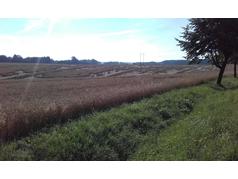 Polehlá pšenice u obce Svatý Jiří na Ústeckoorlicku (zobrazeno 10x)