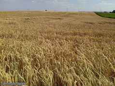 Polehlý porost pšenice, Klučov (okr. Kolín), červenec 2010 (zobrazeno 53x)