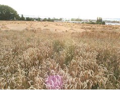 Polehlá pšenice, u Jičína (2) (zobrazeno 50x)