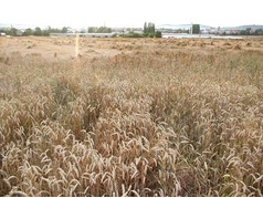 Polehlá pšenice, u Jičína (3) (zobrazeno 32x)